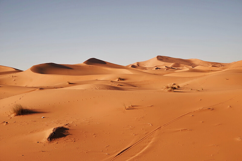 Alguns animais terrestres vivem no deserto