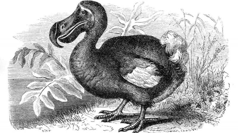 O dodô é um animal extinto há muitos anos.