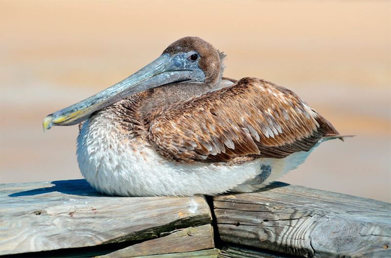 Pelicano marrom