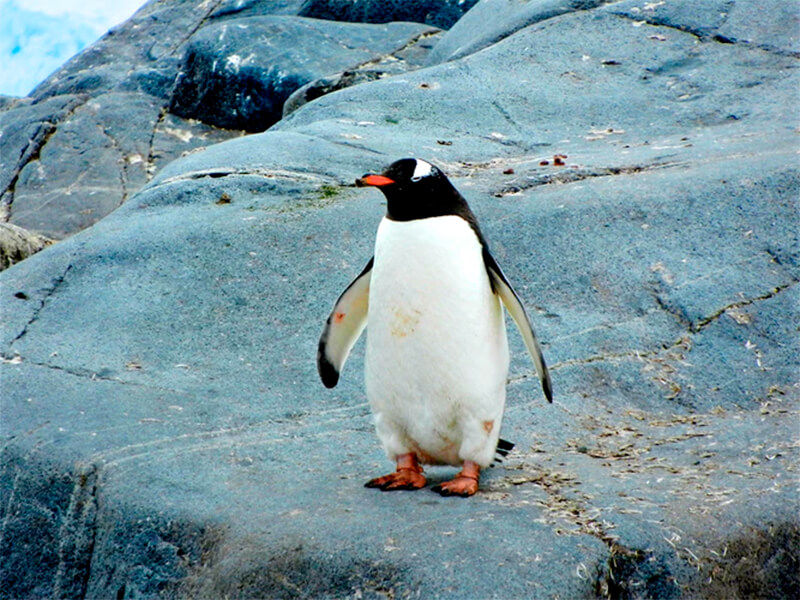 Pinguim em uma pedra
