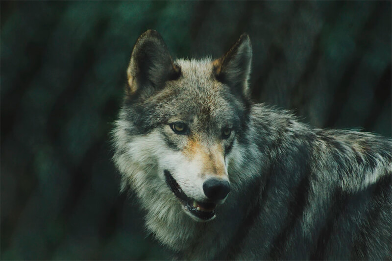 Close de um lobo
