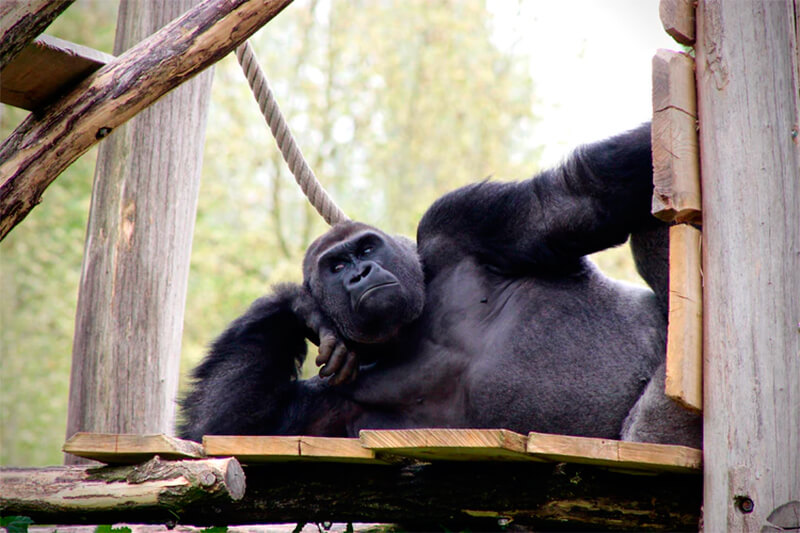 Gorila descansando, posando ou pensando. Alguém sabe?