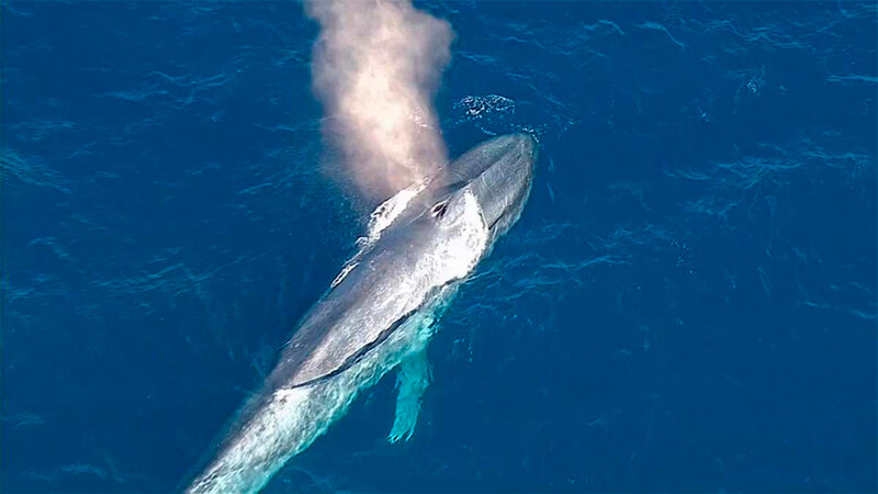 Baleia azul expelindo ar
