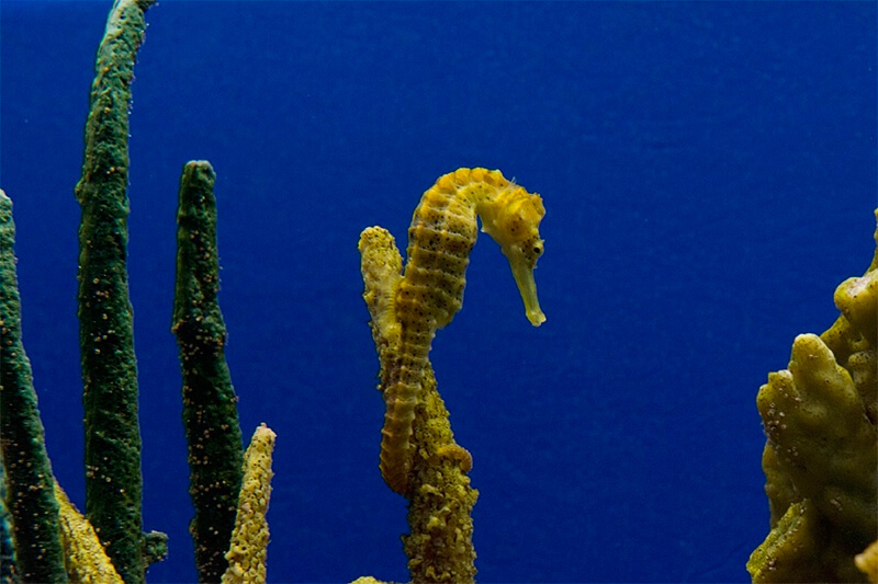 Cavalo-marinho agarrado a um coral