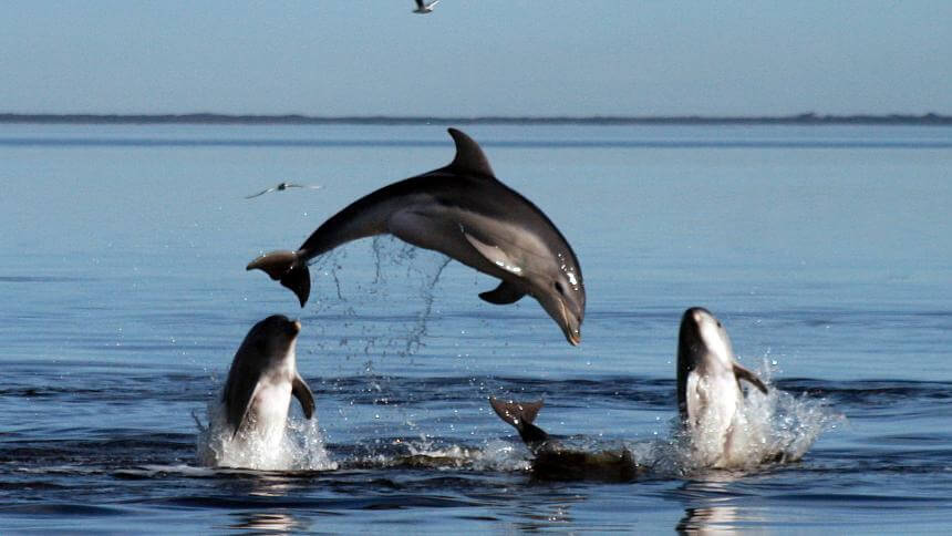 Um grupo de golfinhos se divertindo.