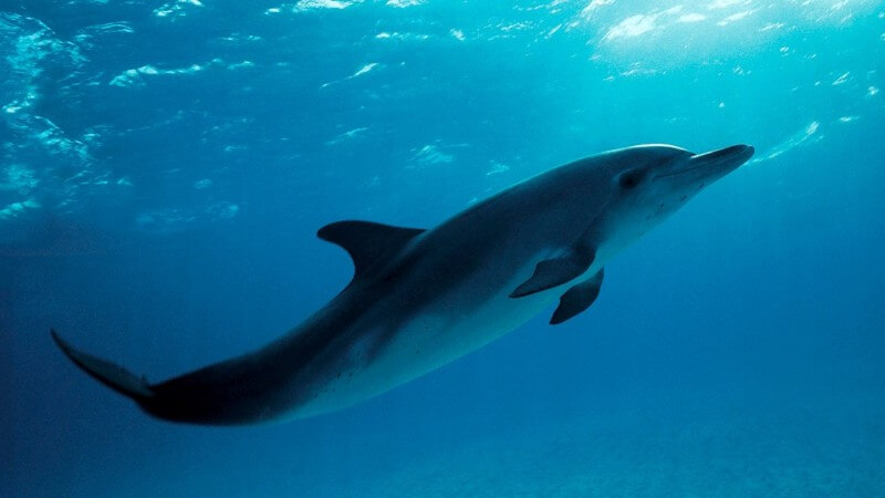 O golfinho é considerado um dos mamíferos mais inteligentes