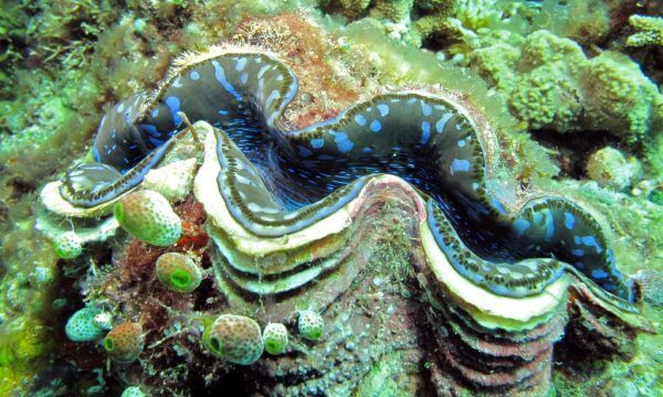 Uma vez que os moluscos gigantes assentam, eles nunca mais se movem.