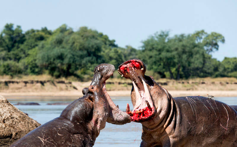 Dois hipopótamos lutando.