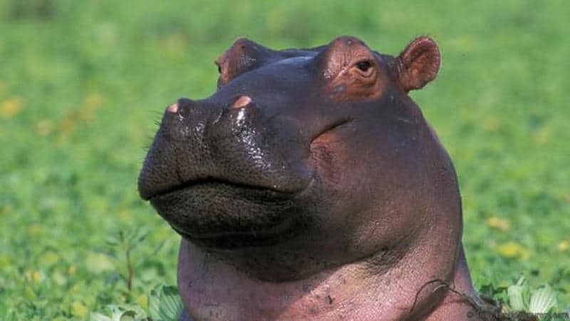 O hipopótamo tem uma pele dura e resistente.