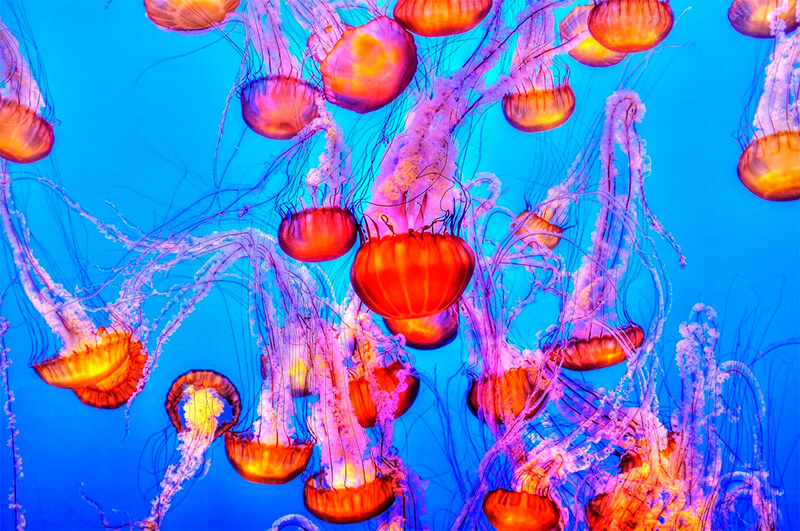 Colônia de medusas
