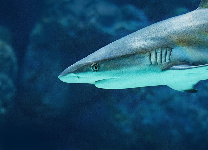 O tubarão é um animal ovovivíparo