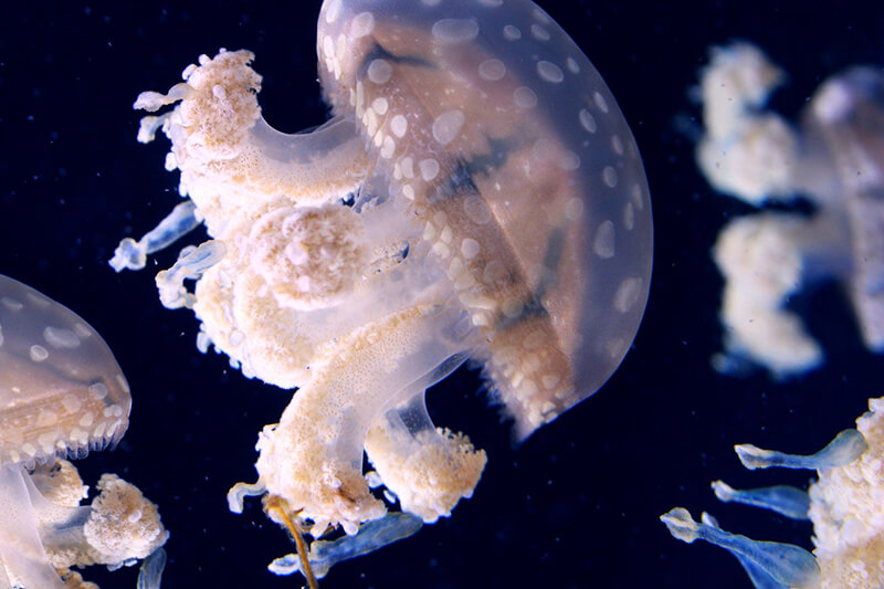 A água-viva é um animal aquático invertebrado
