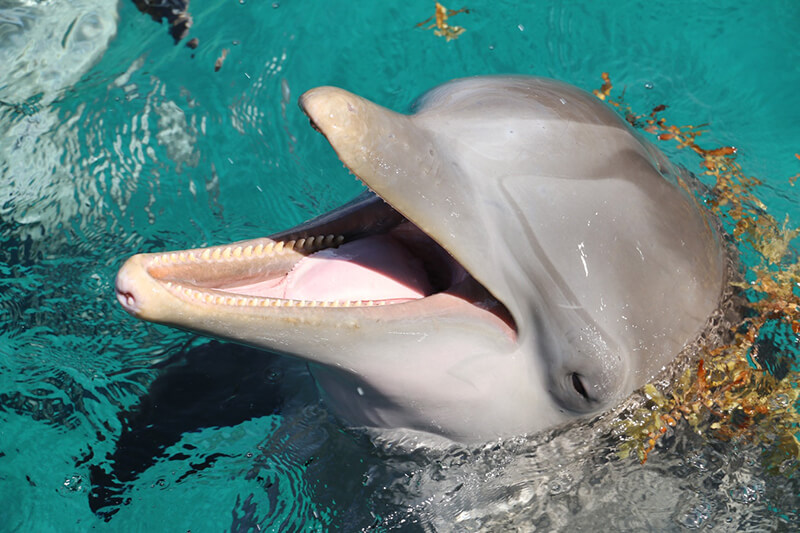 O golfinho pertence aos animais aquáticos