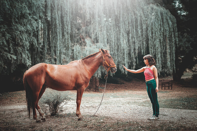 O cavalo é o animal doméstico mais importante para a humanidade