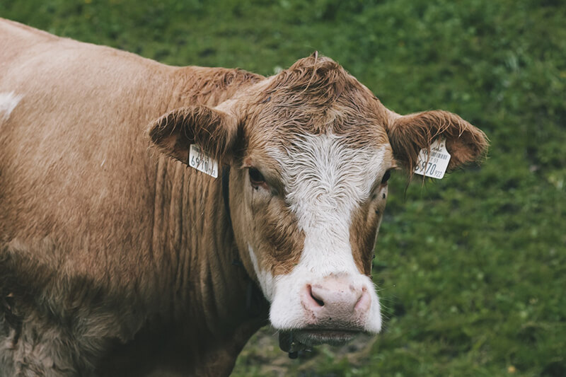 A vaca é o animal de fazenda mais reconhecível
