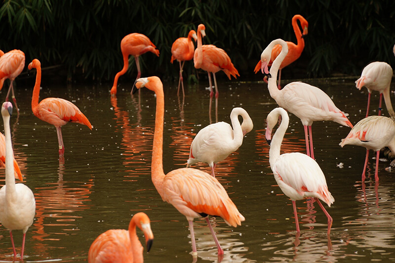 Flamingos são animais característicos de lagos