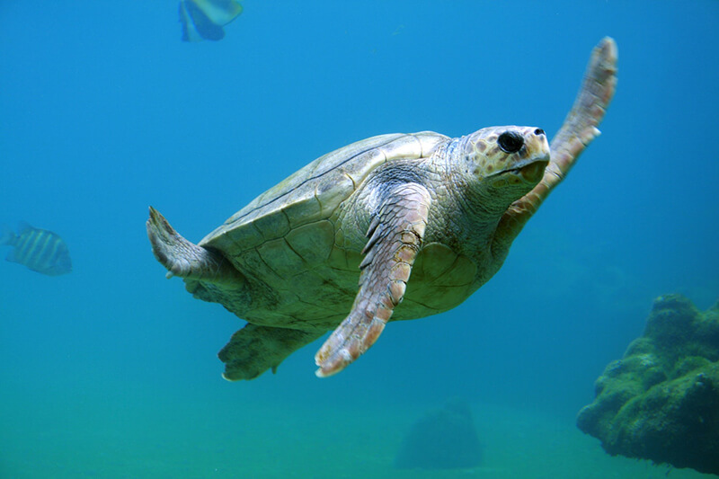 A tartaruga marinha faz parte dos animais marinhos