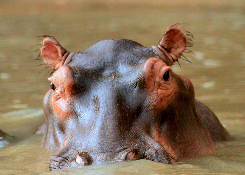 Apesar de sua aparência, o hipopótamo é um animal muito perigoso