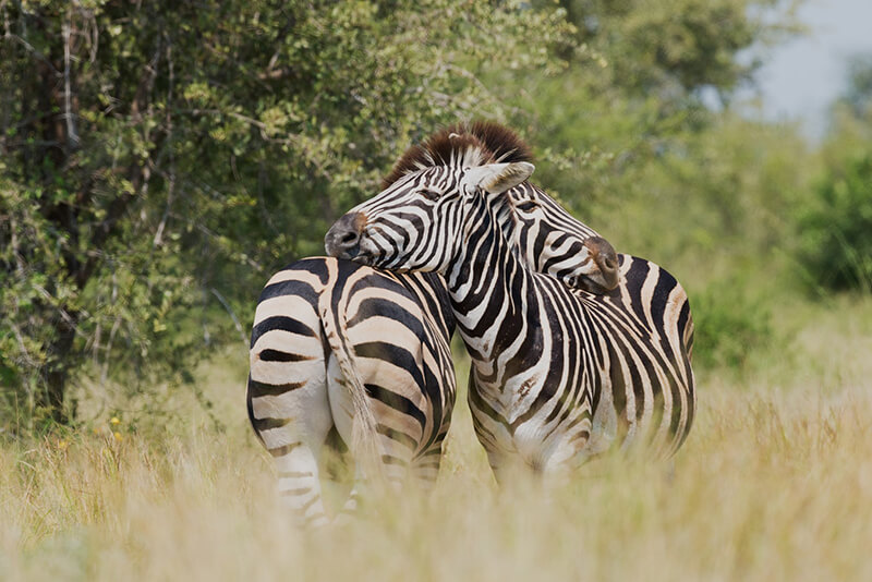 A zebra é um animal selvagem, não sendo domesticada por humanos
