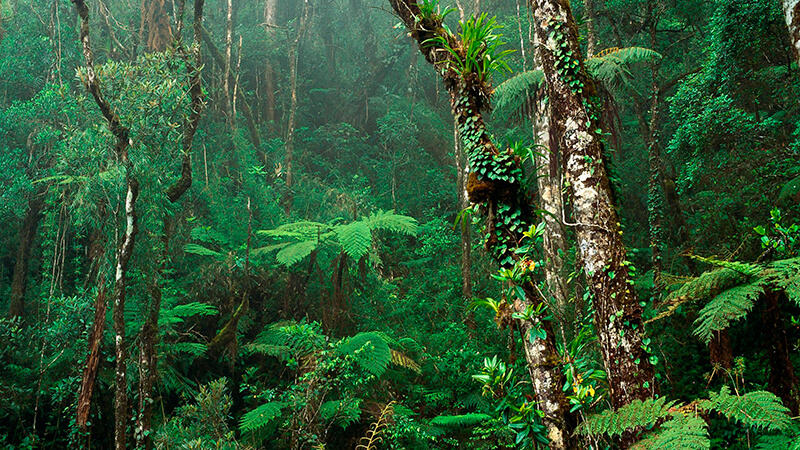 As florestas abrigam a maior diversidade de espécies