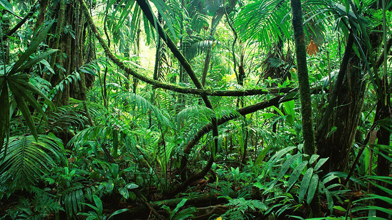 Bioma de uma selva
