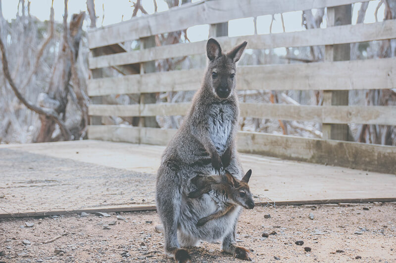 O canguru é um dos animais vivíparos