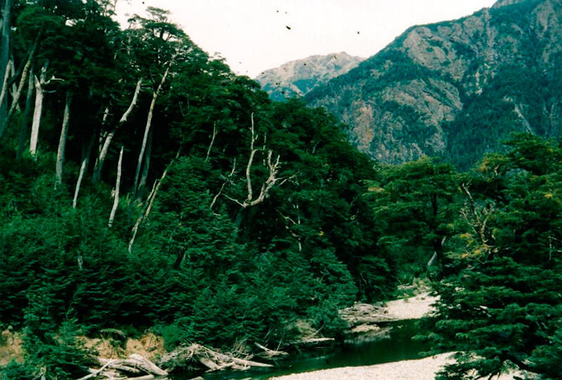 Floresta chilena