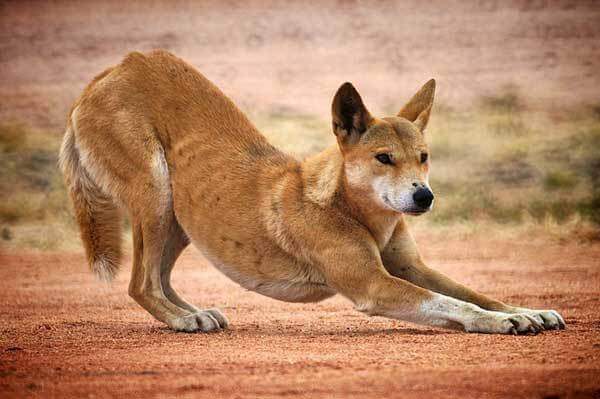 Dingoes podem viver sozinhos ou em rebanho,