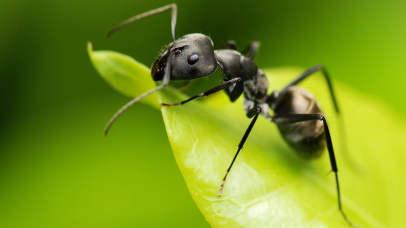 Uma formiga em uma folha,