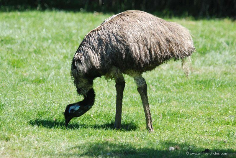Comer adulto emu.