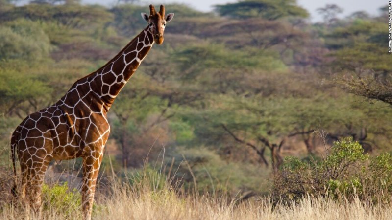 Imagem de uma girafa adulta