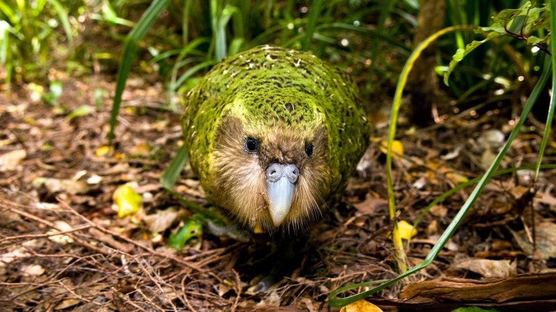 Imagem de um kakapo de frente