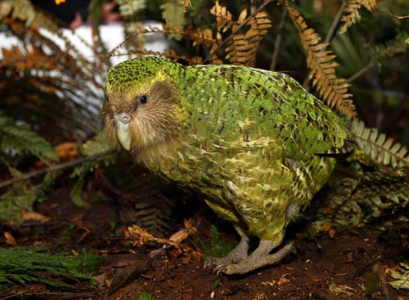 Imagem de um kakapo
