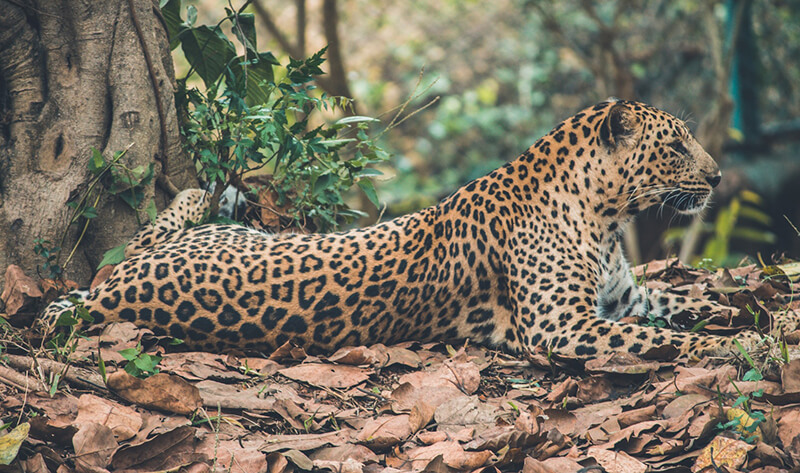 Animal felino (leopardo)