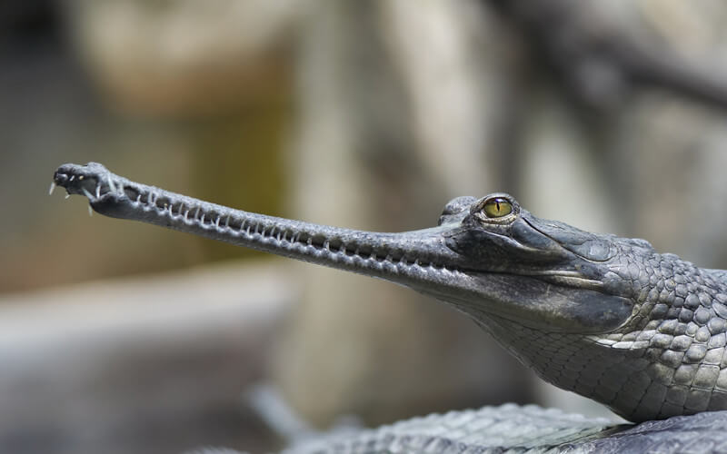 O gavial é um tipo de crocodilo caracterizado pelo seu enorme focinho.