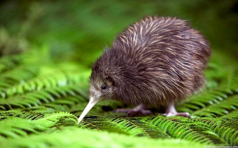 O kiwi está em perigo crítico de extinção.