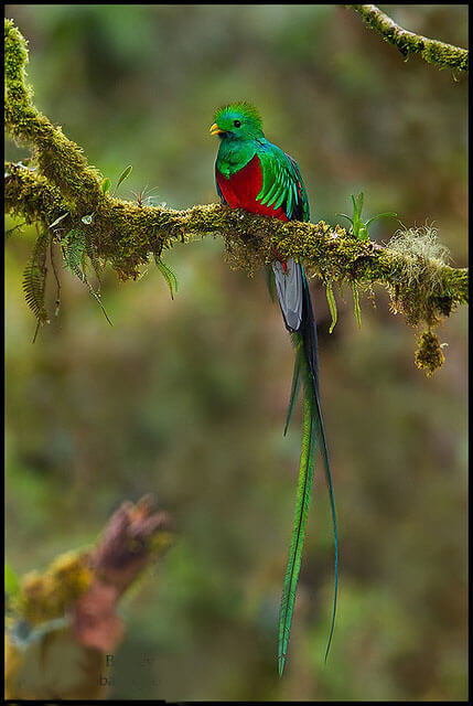 Imagem de um quetzal e sua plumagem