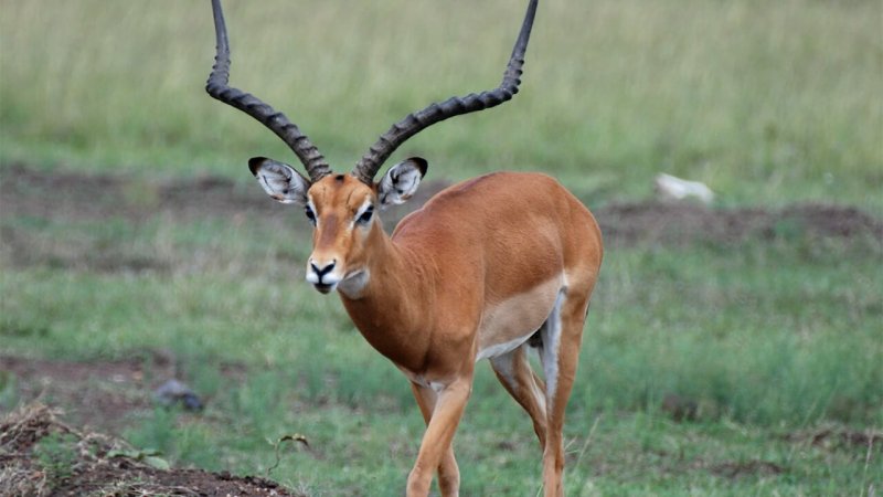 A principal diferença entre o impala masculino e feminino é que a fêmea não tem chifres.