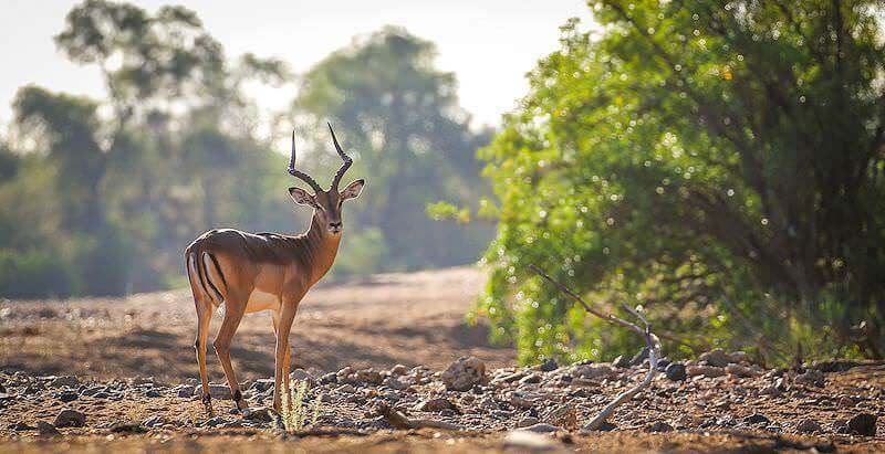 O impala às vezes é um animal muito sociável e territorial.
