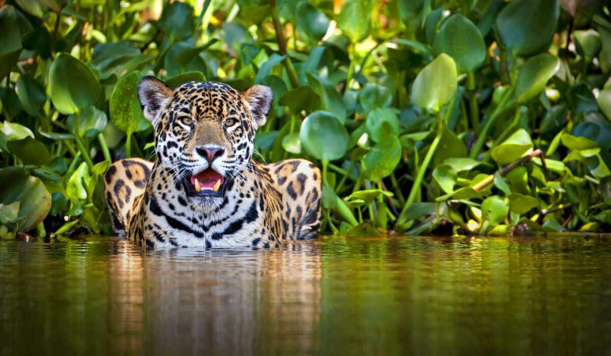 Um jaguar se esfriando.