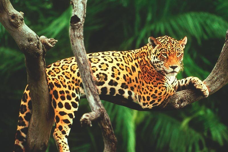 O jaguar é um felino carnívoro.