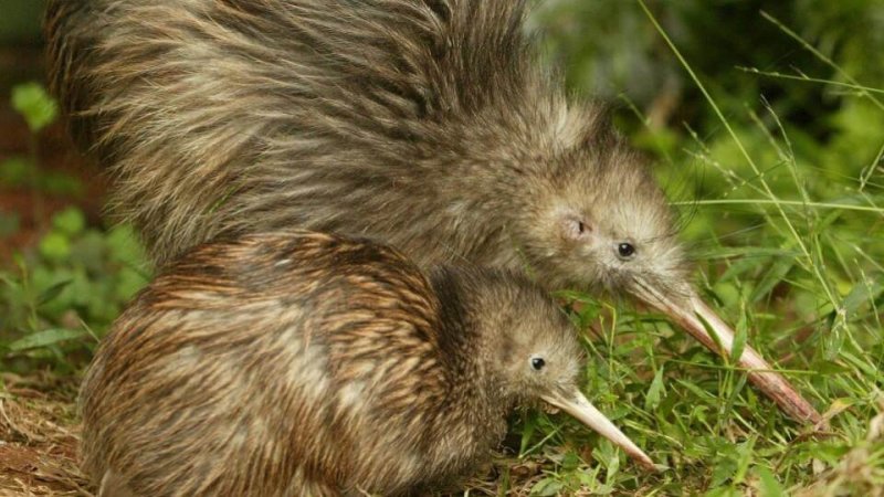 Um kiwi com seu bebê à procura de comida.