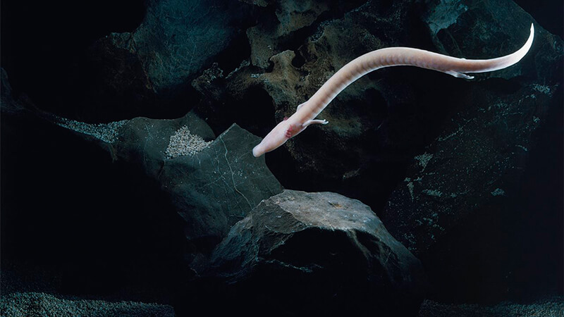 Proteus em caverna subaquática