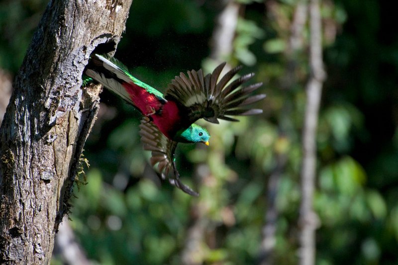 Imagem de um quetzal voando