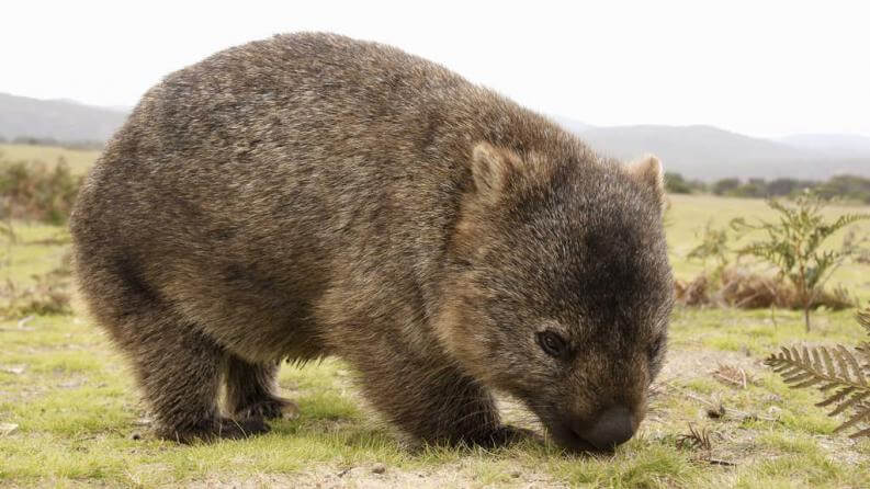 Imagem de um wombat