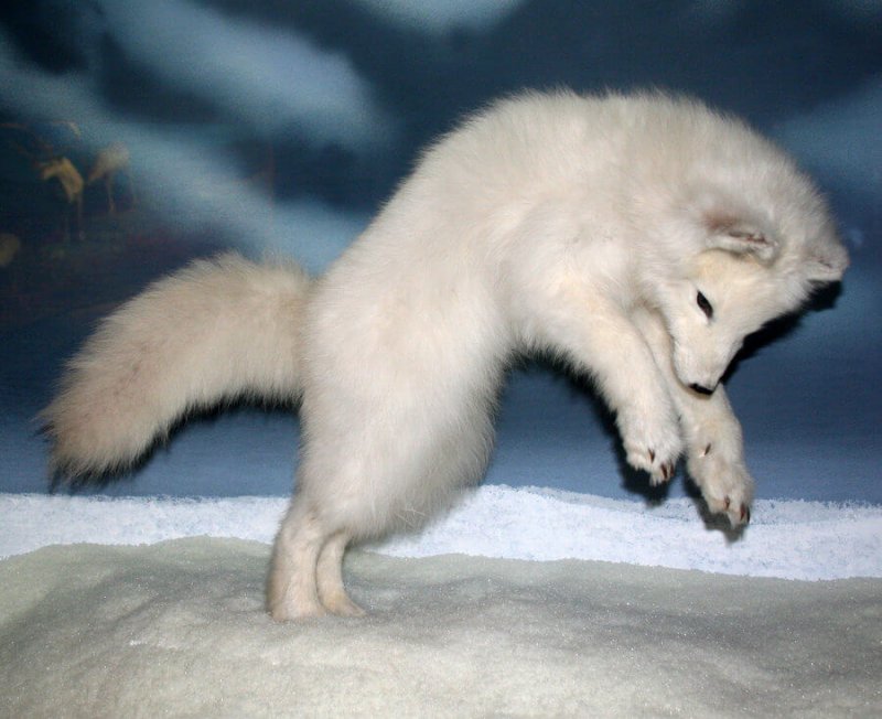 Imagem de uma raposa polar bebê