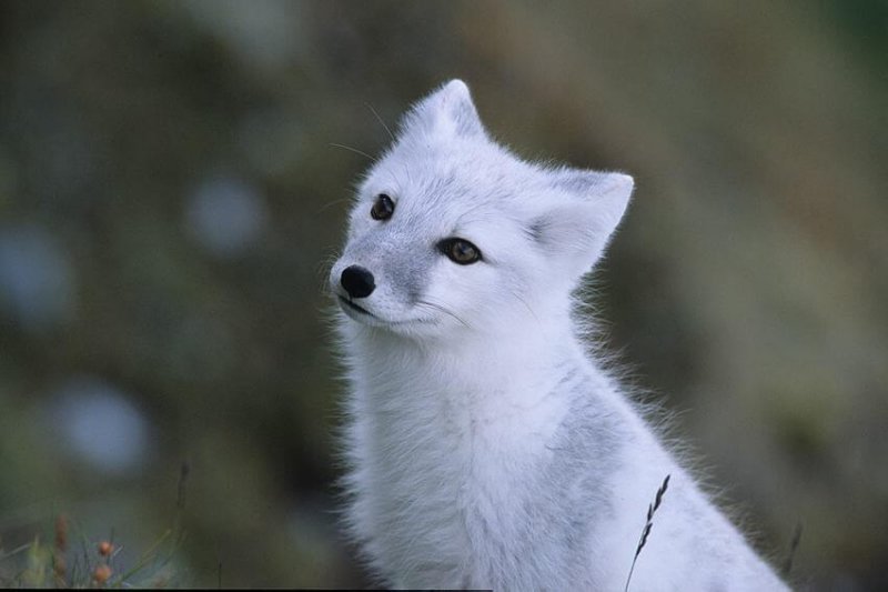 Imagem de uma raposa polar