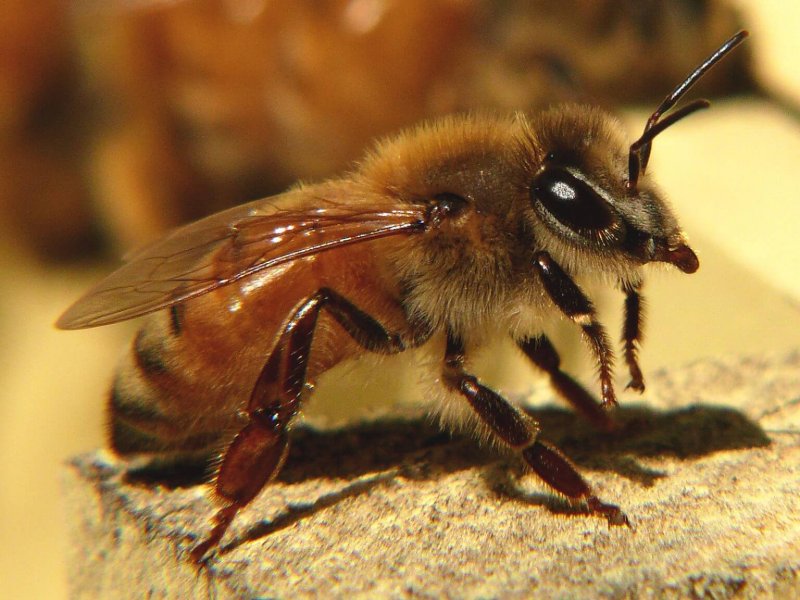 Uma abelha operária