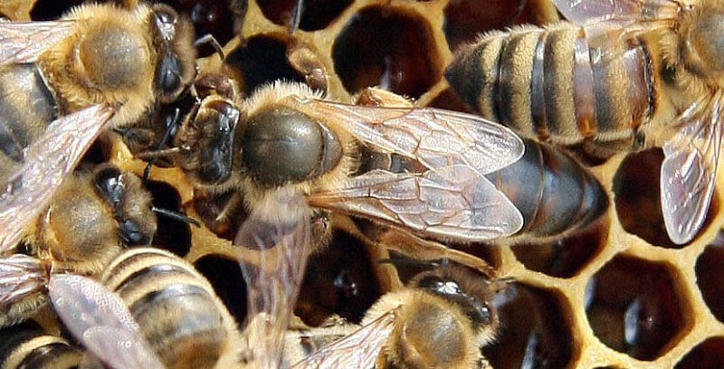 Uma abelha rainha