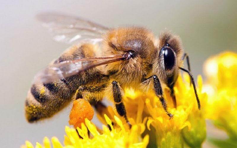 A abelha é essencial para a polinização.